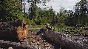 Best Utility Line Clearance  in Prosser, WA