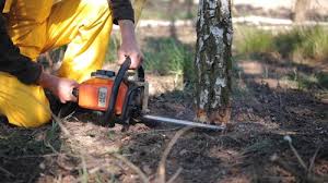  Prosser, WA Tree Care Pros