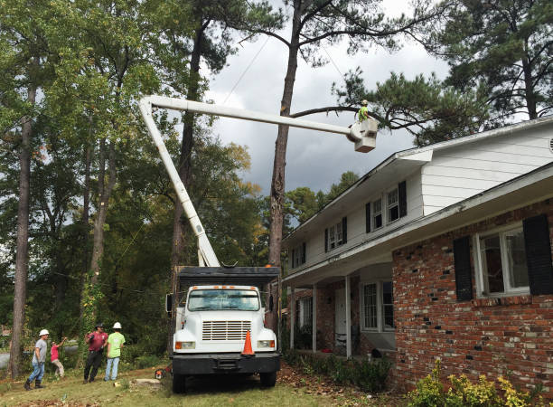 Best Arborist Consultation Services  in Prosser, WA