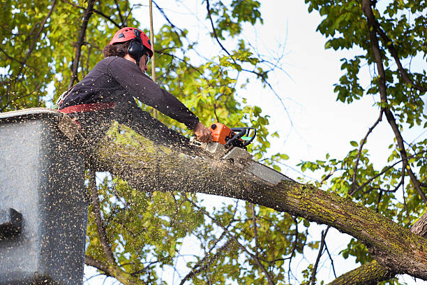 Best Root Management and Removal  in Prosser, WA