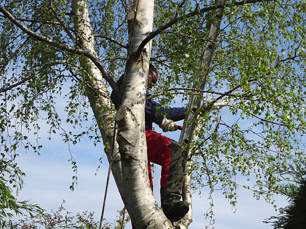 Lawn Pest Prevention in Prosser, WA