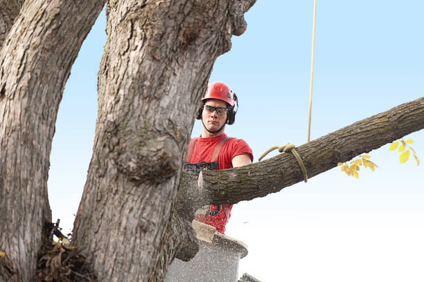Best Commercial Tree Services  in Prosser, WA